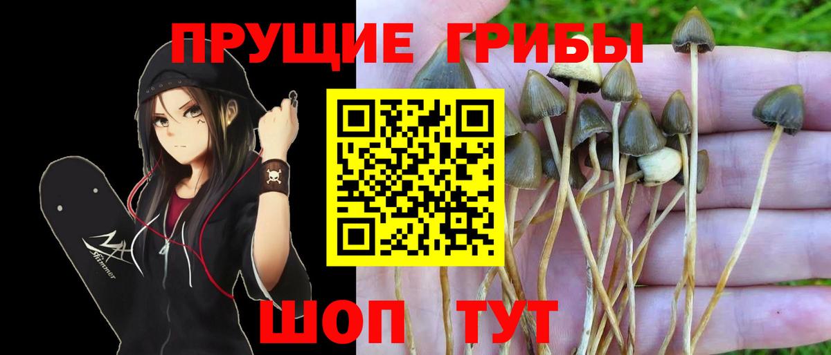 Галлюциногенные грибы GOLDEN TEACHER  Вход с VPN  Благовещенск  Галлюциногенные грибы Cubensis 