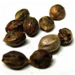 Семена марихуаны АК-47  (Seeds AK-47) в Благовещенске